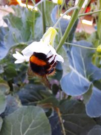 Close-up of bee on white flowering plant