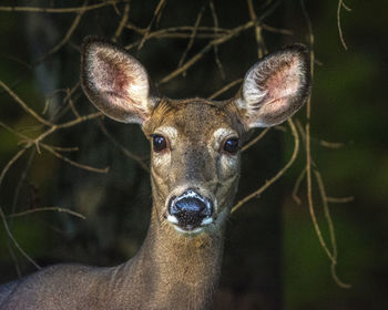 Portrait of deer in forest