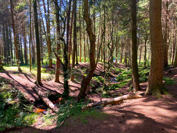 Trees in forest