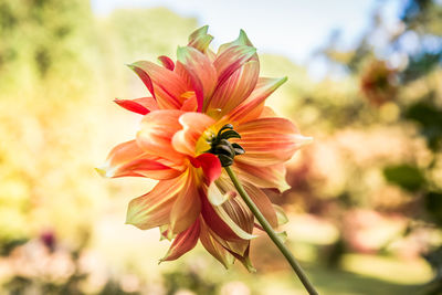 Close-up of red flowering plant