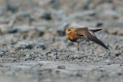 Close-up of bird perching on a land