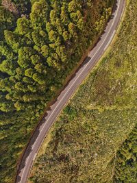 High angle view of road amidst trees on field