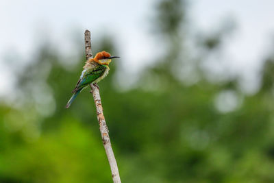 Close-up of bird perching on plant