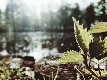 Close-up of fresh green plants against sky