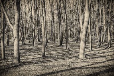 Trees in forest