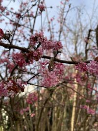 Low angle view of cherry blossoms in spring