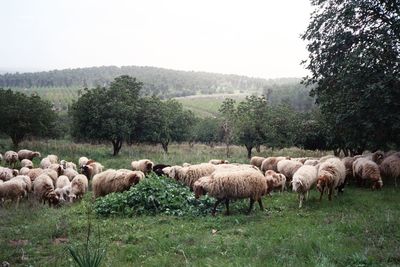 Sheep grazing on field against clear sky