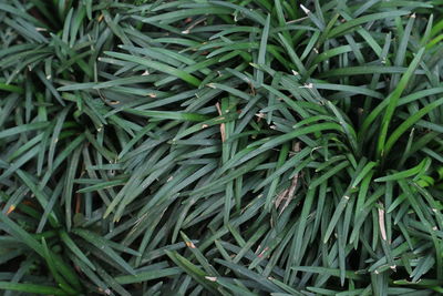 grass