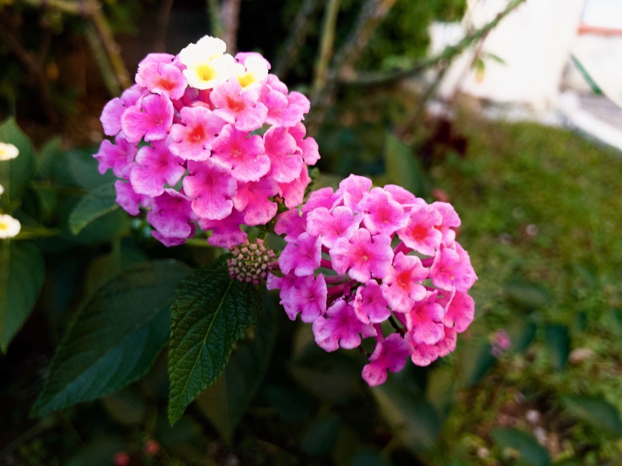 CLOSE-UP OF PINK ROSE FLOWERING PLANT