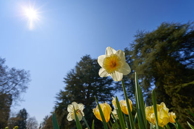 Low angle view of yellow flowering plants against sky