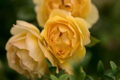 Close-up of yellow rose flower