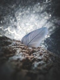 Close-up of feather on rock