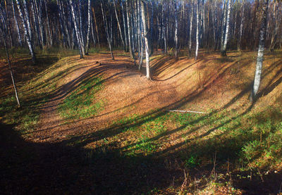 Trees in forest