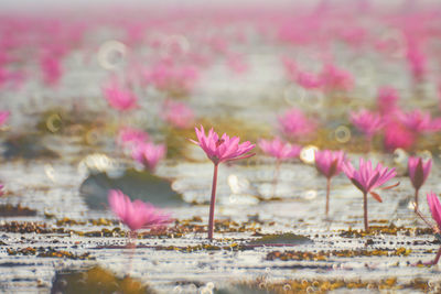 Beautifui red lotus in the lake at udonthani province, thailand.