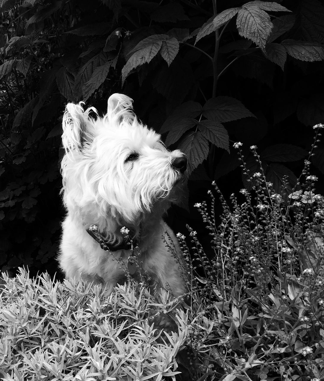 domestic animals, pets, animal themes, one animal, mammal, dog, sitting, looking at camera, portrait, relaxation, grass, field, plant, front or back yard, full length, no people, domestic cat, outdoors, day