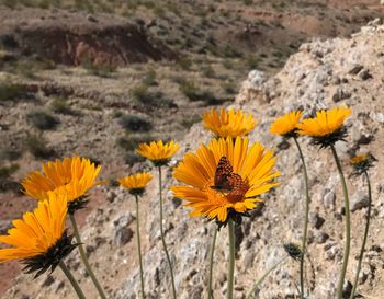 Close up of butterfly in orange flower in desert