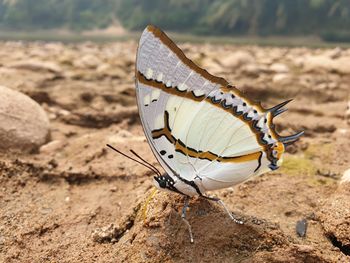 Close-up of butterfly on land