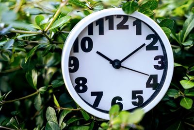 Close-up of clock on plant