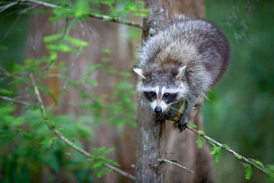 Portrait of an animal on branch