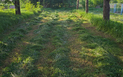 Plants growing on field