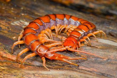 Close-up of insect