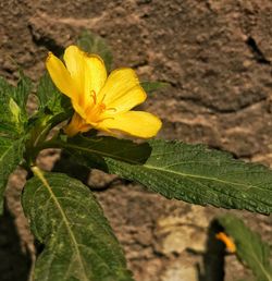 Close-up of yellow flower blooming outdoors