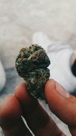 Close-up of hand holding marijuana