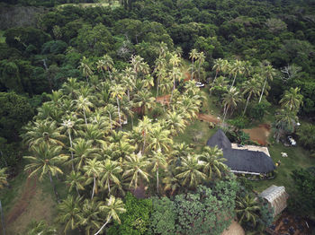 High angle view of trees on field