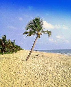 Palm trees on beach