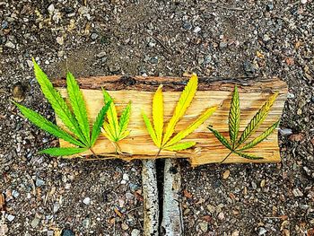 High angle view of plant growing on field