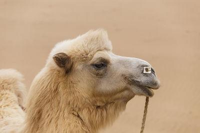 Camel, badain jaran ii, china