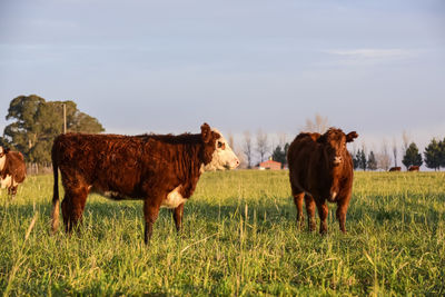 Horse grazing on field against sky