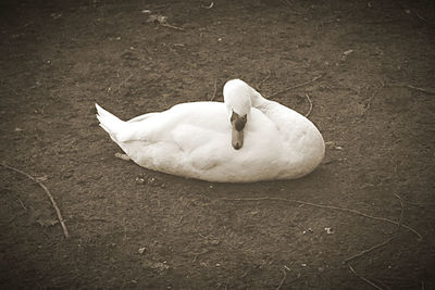 High angle view of white swan