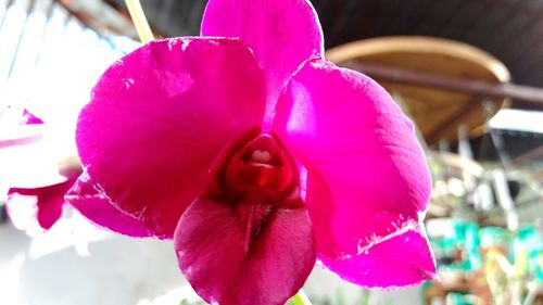 Close-up of pink flower blooming outdoors