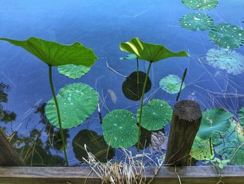 Leaves floating on water