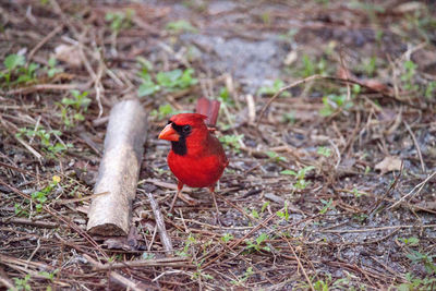 Close-up of bird perching on field