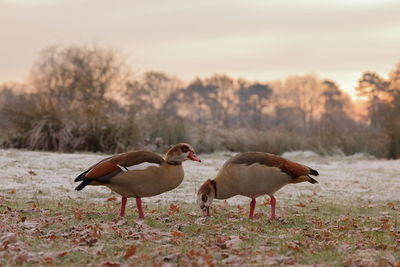 An egyptian goose pair in winter 