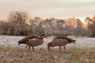 Birds on field