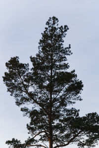 Low angle view of tree against clear sky