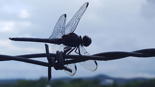 Dragon fly on barbed wire