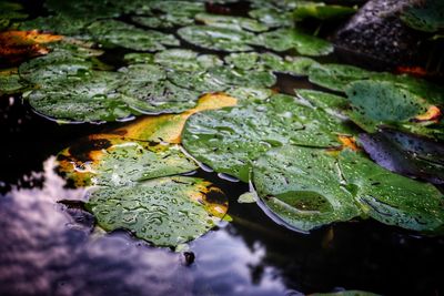 Close-up of water drops on leaves floating on lake