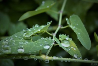 Close-up of water drops on plant