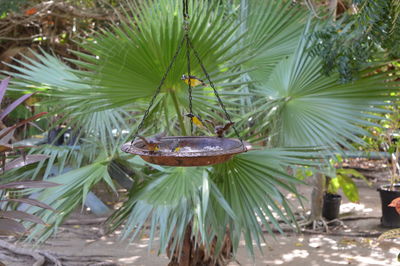 Low angle view of coconut palm tree