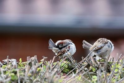 Close-up of birds perching on nest