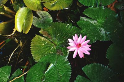 High angle view of water lily blooming outdoors