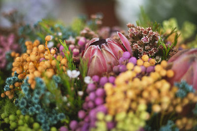 Close-up of pink flowering plant