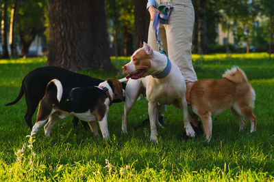 Anonymous female walking with american pitbull in park. dog meeting other dogs at sunset