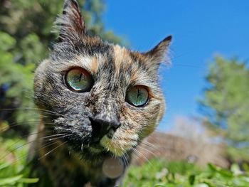 Close-up of curious cat in back yard