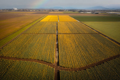 High angle view of agricultural field