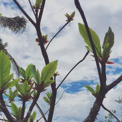 Low angle view of tree against sky